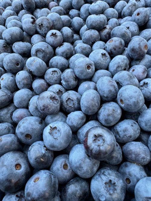 Blueberry farm